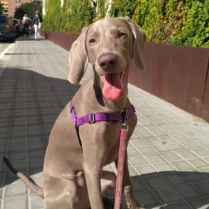 Arnés para perros anti-tiro Sense-ation
