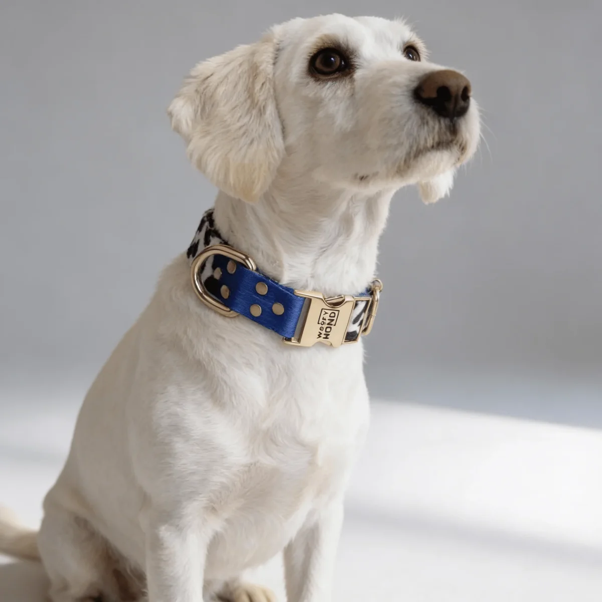 Collar para Perro Blueberry | Diseño Azul Intenso y Elegante - Imagen 3