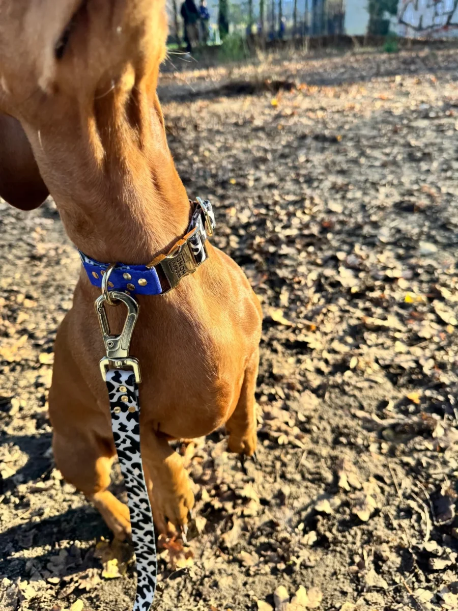 Collar para Perro Blueberry | Diseño Azul Intenso y Elegante - Imagen 4